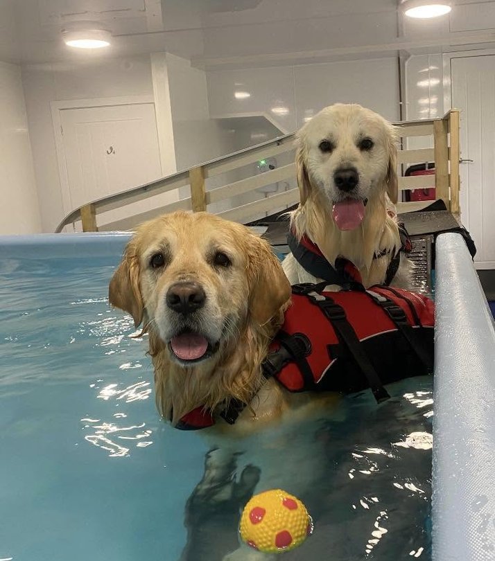 Two golden retrievers in buoyancy aids in the hydrotherapy pool