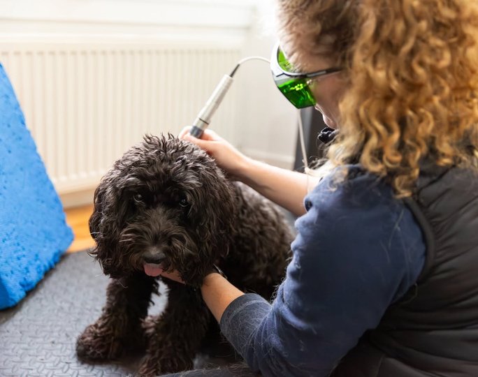 Animal Rehab with Joy