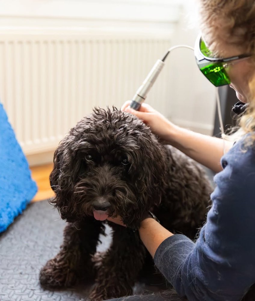 Animal Rehab with Joy