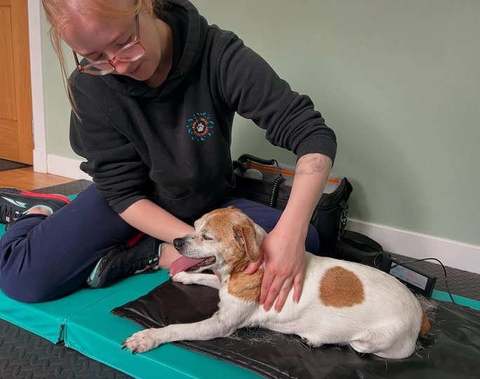 Motus Veterinary Physiotherapy