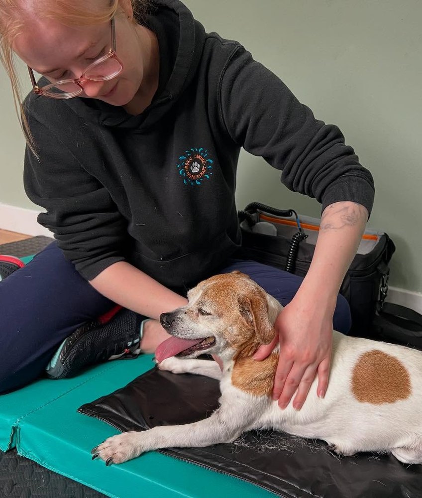 Motus Veterinary Physiotherapy