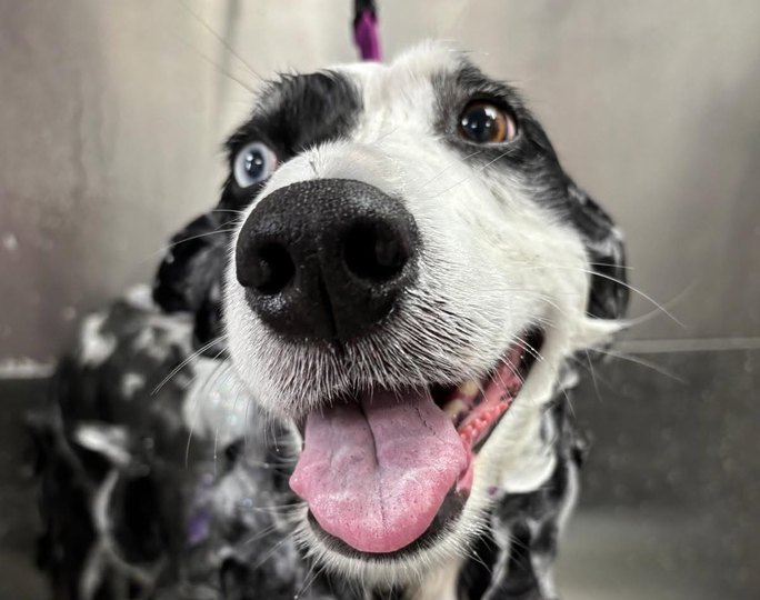 Pawsitive Pet Care