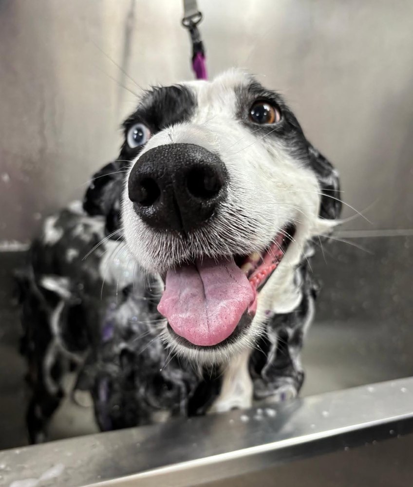 Pawsitive Pet Care