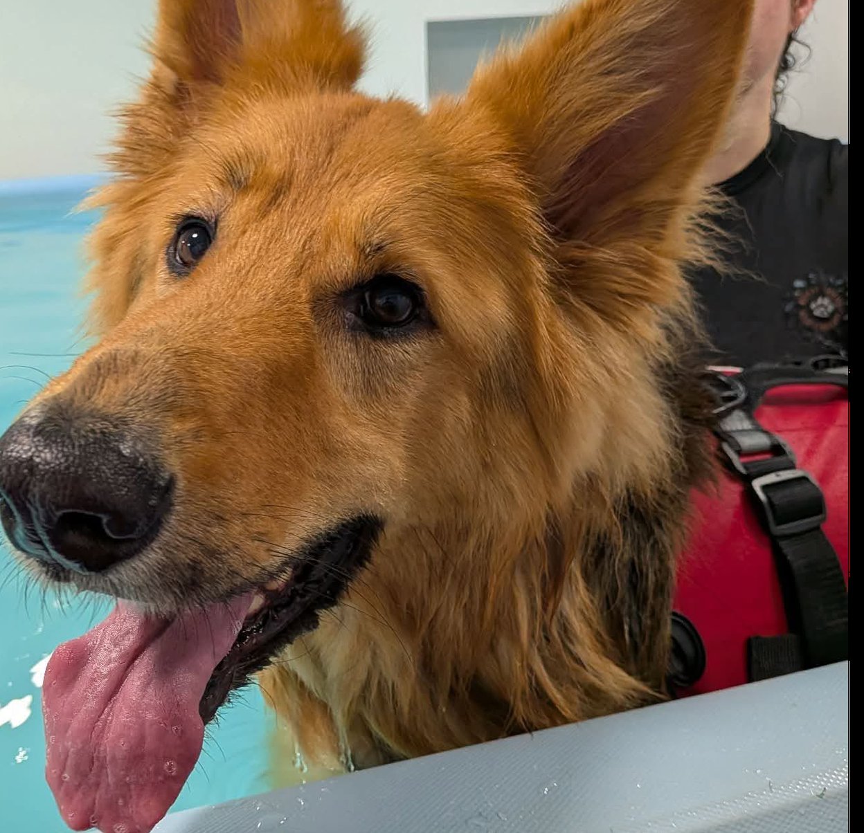 A dog looking over the side of the hydrotherapy pool