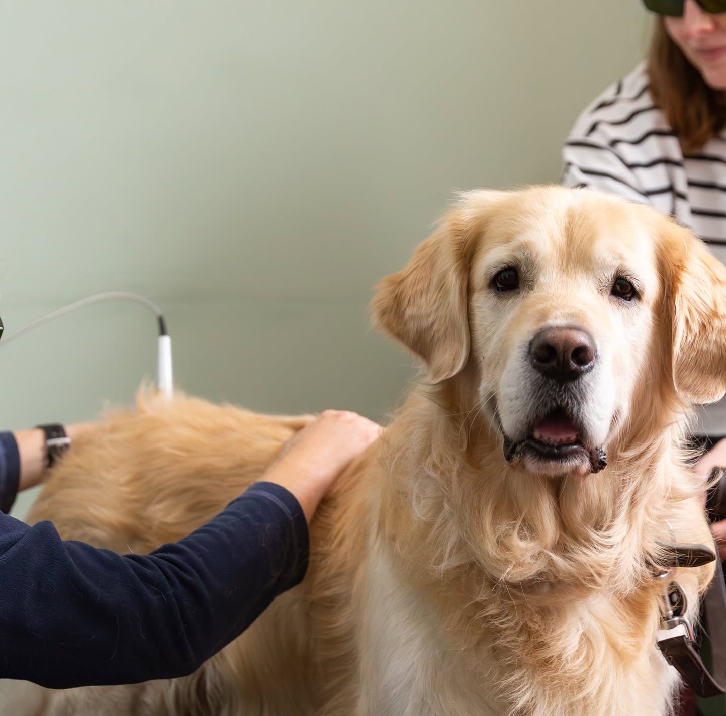 A golden retriever having laser therapy